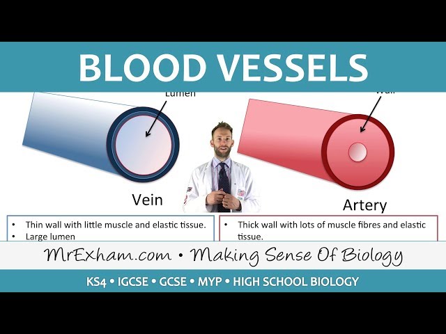 Blood vessels - GCSE Biology (9-1)