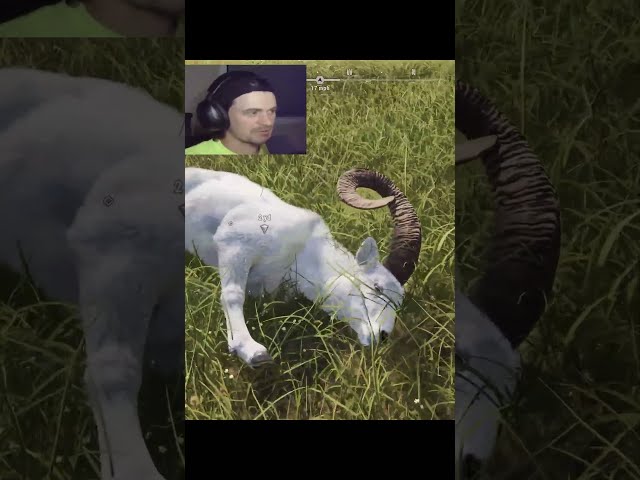 FIRST Five-Star DALL SHEEP!  #wayofthehunter2