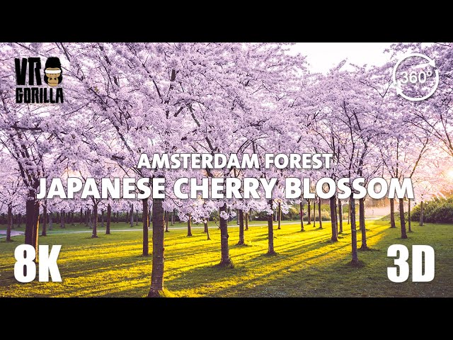 Japanese Cherry Blossom in Amsterdam Forest Garden (Teaser) - 8K 360 3D