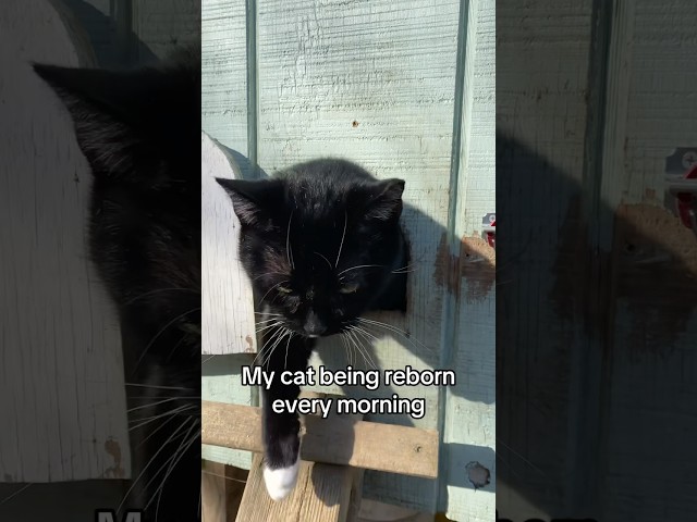 The kitty door is just the right size! No dogs allowed