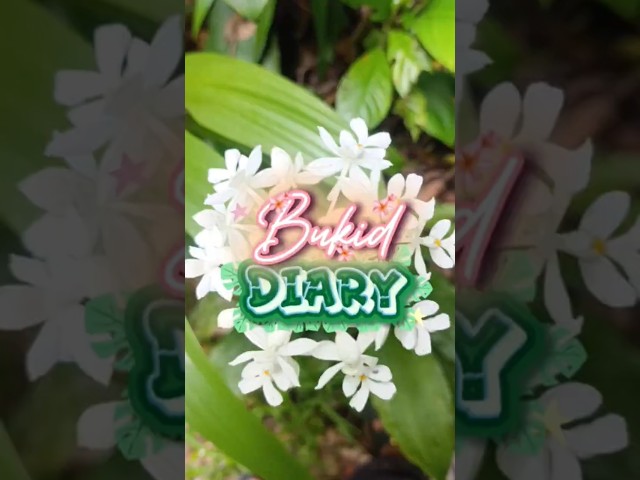 Bukid Diary 1.1 #yssai #bukidserye #bukidlife #fyp #reels