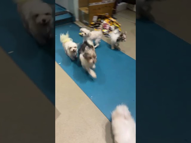 For a change 🐶🐶🐶🐶🐶🐶 #pawstruck #puppy #puppies