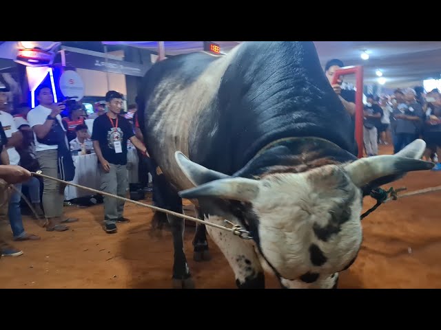 KUMPULAN SAPI RAKSASA CROOSING EKSTRIM PANAS KONTES APPSI PIALA MPR RI‼️🔥🔥🔥