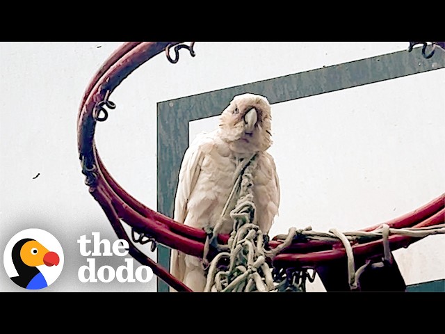 Parrot Gets Trapped For Hours While His Flock Refuses To Leave | The Dodo