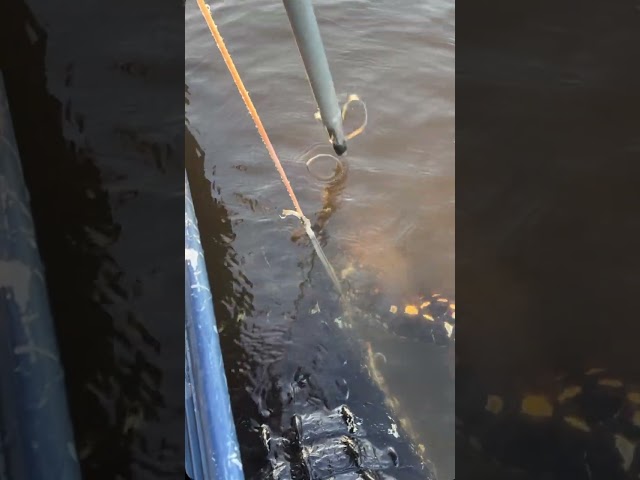 MONSTER FLORIDA ALLIGATOR CAPTURED! #viral #short #youtubeshorts #shorts #viralvideo #youtube #gator