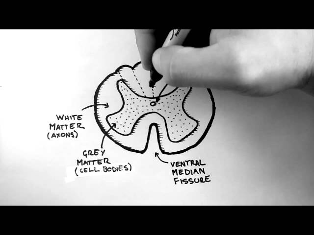 Spinal Pathways 1 - Spinal Cord Anatomy and Organisation