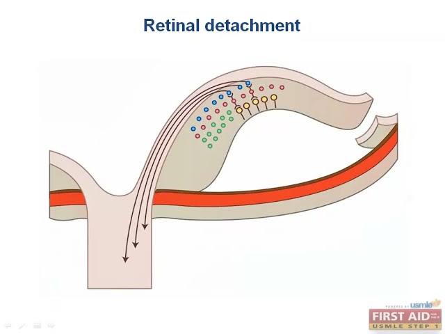 Neurology Anatomy and Physiology Part 12