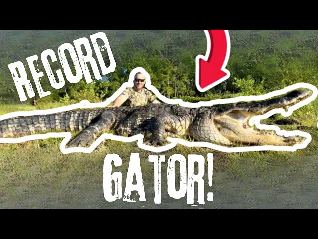 RECORD GATOR | Florida Alligator Hunting | Biggest Gator Harvest Ever Captured On Film