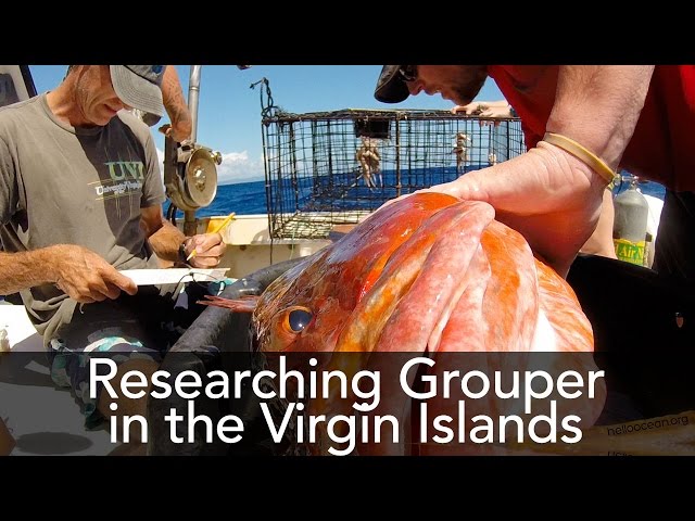 Grouper Spawning Aggregation Research at UVI