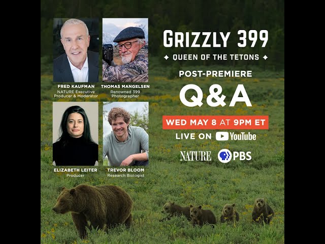 LIVE Q&A: Grizzly 399: Queen of the Tetons