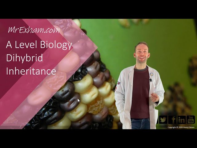 Dihybrid Inheritance - A Level Biology