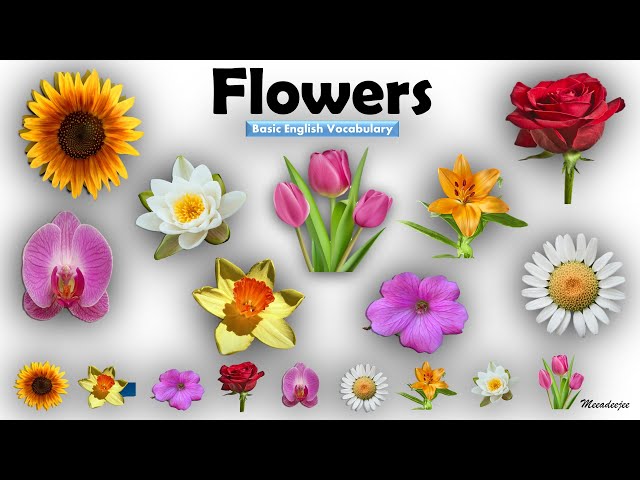 Flowers Name | Learn Flowers Name in English | Flowers Name Basic English Learning [Unit # 07]