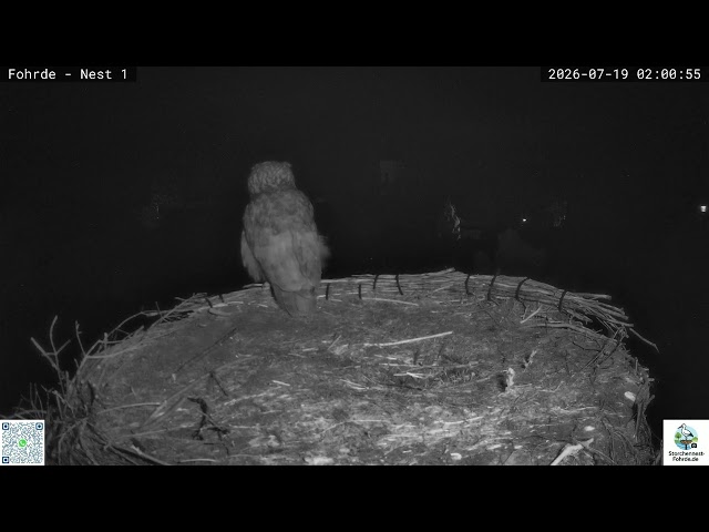 Nächtlicher Besuch auf dem Horst: Wer bist du denn? - Storchennest Fohrde - 19.07.2026