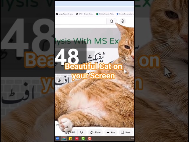 Beautiful Cat on your Screen #cat