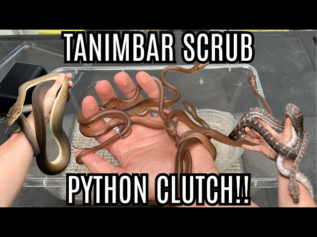 My First Snake Clutch Of The Year! | Tanimbar Scrub Pythons