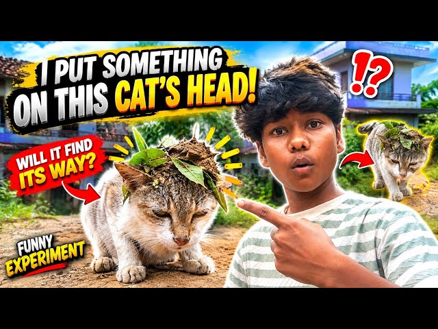 I Put Something on This Cat’s Head… Will It Find Its Way? 😱🐱