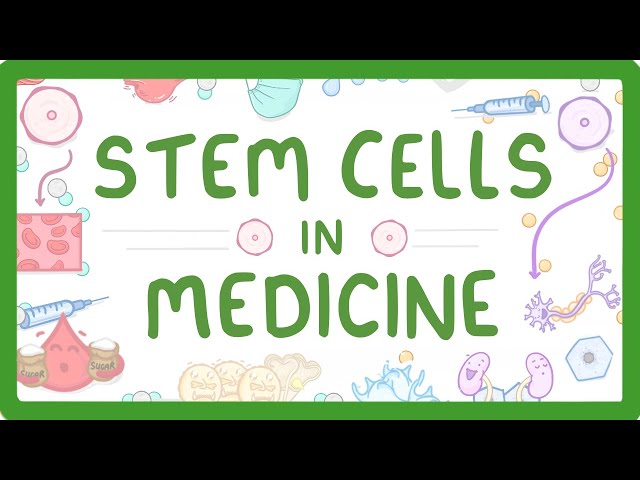 GCSE Biology - Stem Cells in Medicine (2026/27 exams)