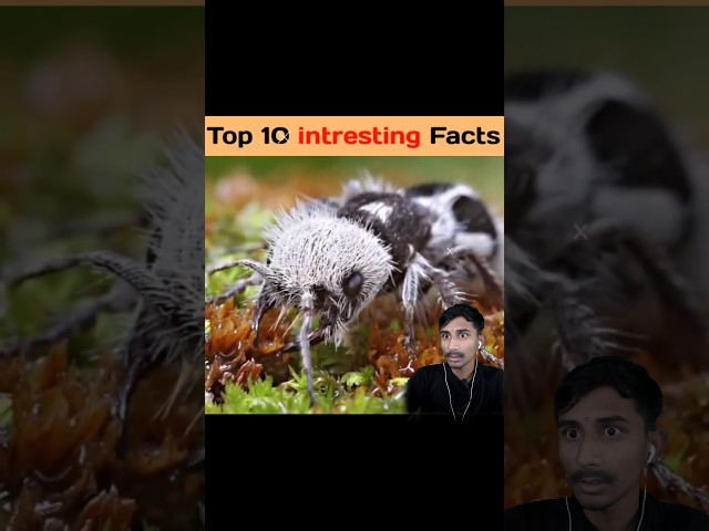 TOP 10 Amazing Facts|🔥🤯#shorts #amazing #facts #fact #amazingfacts #shortsfeed #top10 #top
