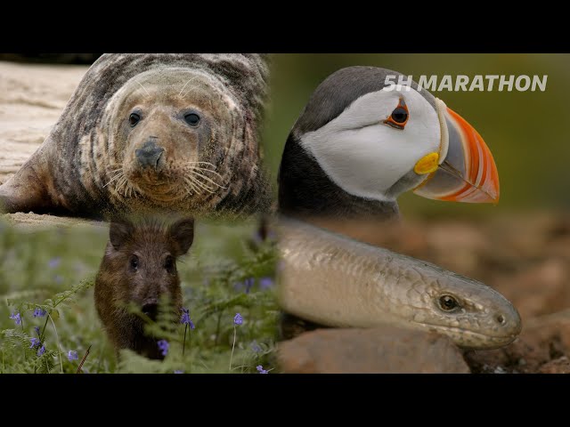 5 Hours of Legendary British Wildlife (4K Documentary)