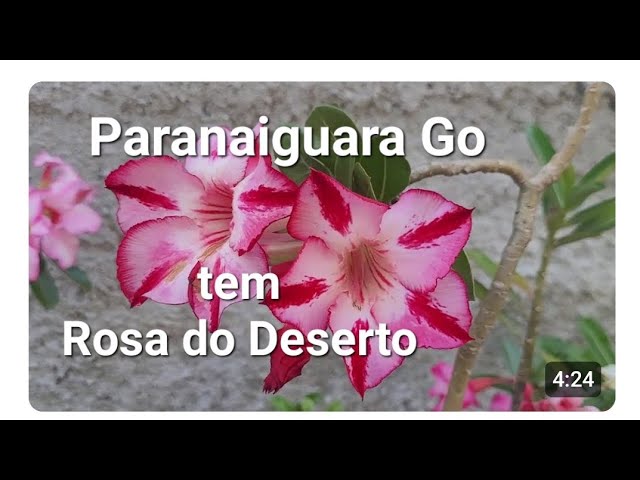 Rosa do Deserto linda,  Flores em Paranaiguara Goiás 