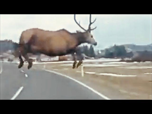 MAN AND BEAST - Part 57