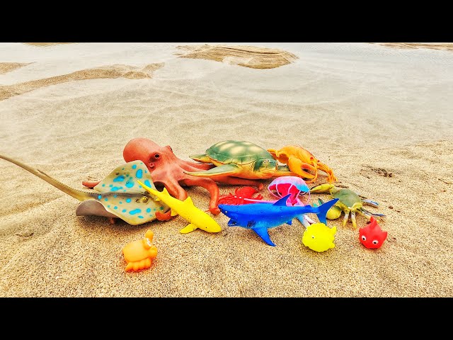 Learn sea creature names & facts for babies toddlers kids