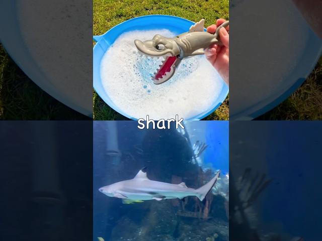 Kids Learn | Sea Animal Names: Shark Basking Shark Dolphin Penguin Frilled Shark #SummerOnShorts