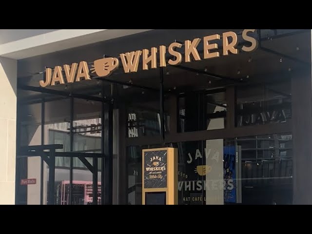 JAVA WHISKERS CAT CAFE🐈🐱🐈‍⬛-White city and Westflied mall