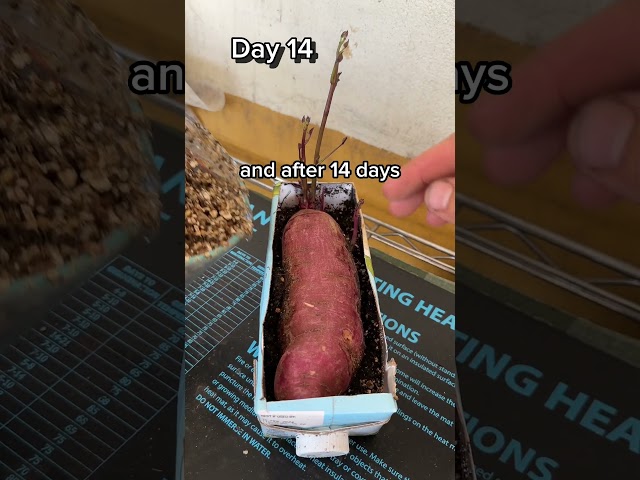 Grow More Sweet Potatoes FAST & CHEAP!