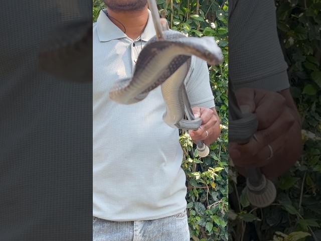 indian spectacle cobra 🐍