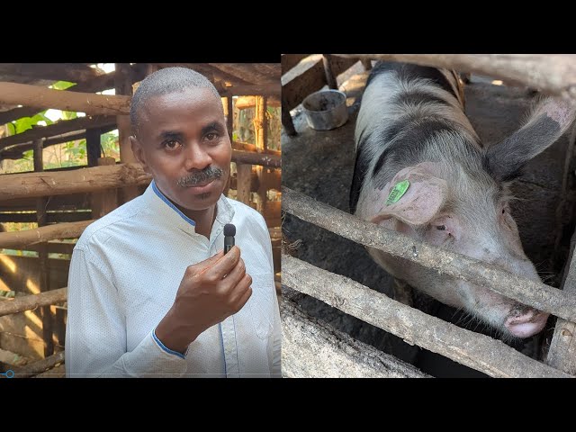 🐖 Yatangiye Ubworozi bw’Ingurube ku mafaranga 200,000 RWF💰| Ingurube Imwe ayigurusha 500,000 RWF 🚀