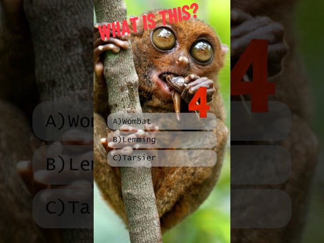 Guess the Animal Weird Animal Quiz #guesstheanimal #animalquiz #quiz #weird #unusual #wildlife