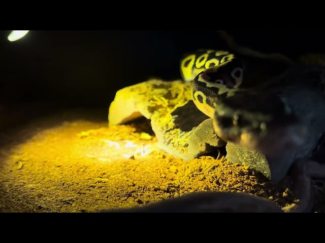Ball Python *Leopard Pastel YB x Spark M (Spot)