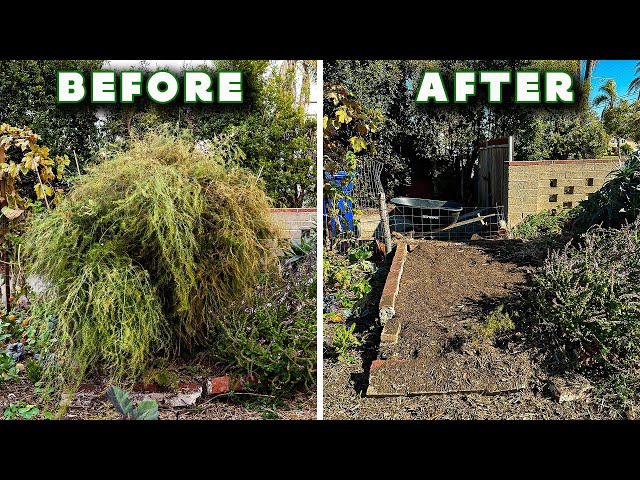 How I Prune My Asparagus Every Year For HUGE Harvests