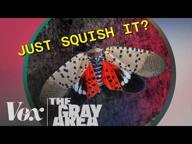 The ethics of killing bugs | The Gray Area