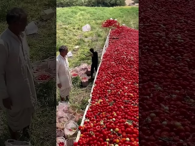 Quickly Sorting Tomatoes: The Secret to Efficient Harvesting in Our Fields