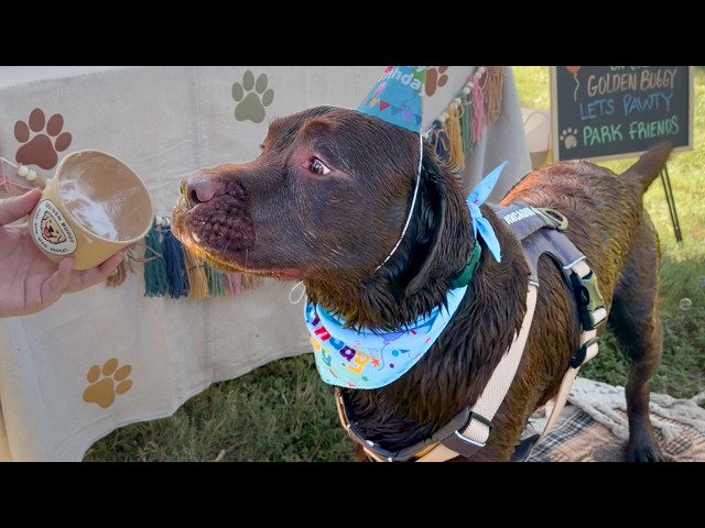 MY LABRADOR HAD THE ULTIMATE BIRTHDAY POOL PARTY!!  *CHAOS*