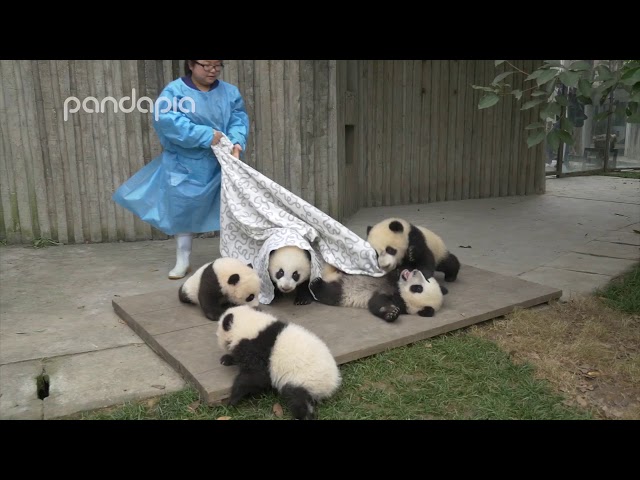 Pandas and their Nanny
