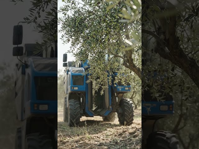 Incredible Olive Shaker Machine in Action! 🫒🚜✨ #agriculture #shorts