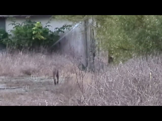 Bobcat in Tennessee Valley