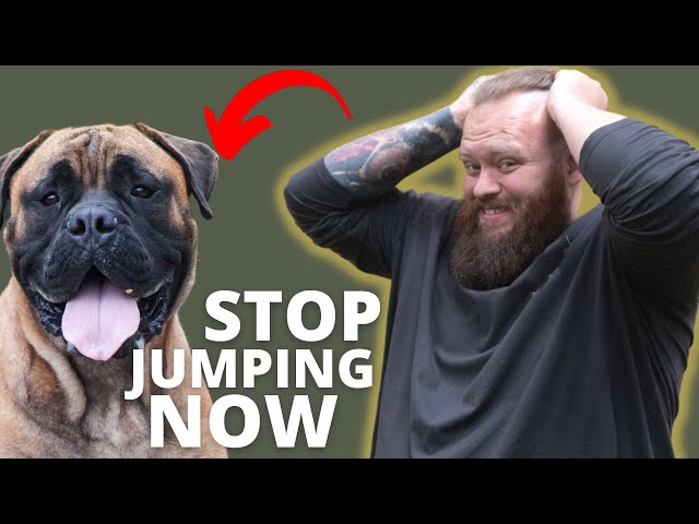 HOW TO STOP BULLMASTIFF FROM JUMPING