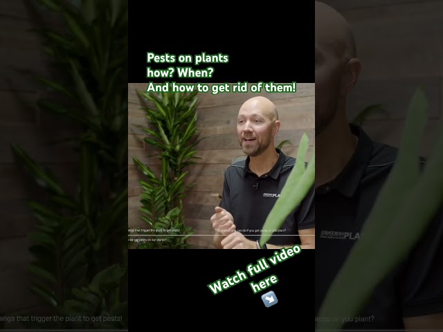 Pests on your plant? When, why and how to get rid of them! #plants #pests #garden #gardening
