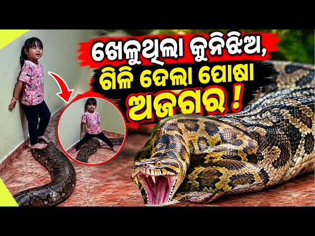 Little Girl Plays With Giant Python, Shocking Photo Goes Viral! | Vietnam Viral Video @odishadays