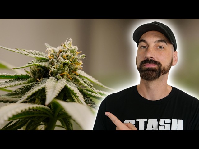 Growing Plants Synganically — Week 4 of Flower