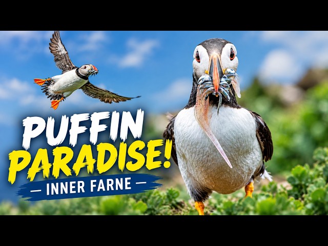 Puffins Puffins and More Puffins on the inner Farne Islands | Seabird Photography