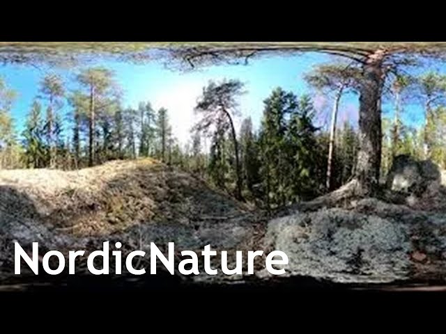 Spring in the Nordic wilderness 360, right after snow has melted.