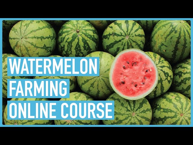 Watermelon Farming 101: The Essentials You Need to Know -  Course Outline