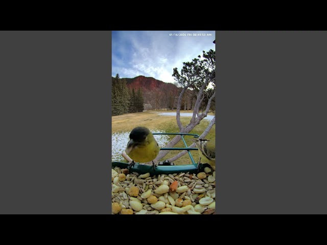 Lesser Goldfinch