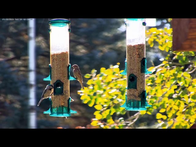 Bird Feeder