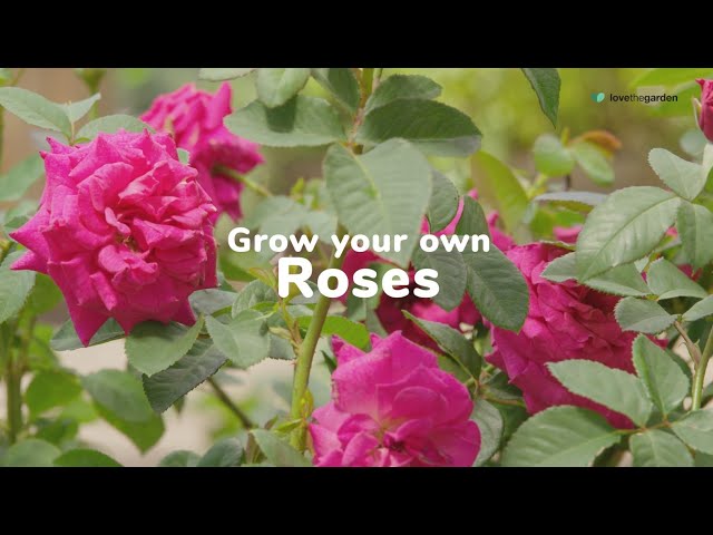 How to Plant, Feed & Prune Roses | Love The Garden UK